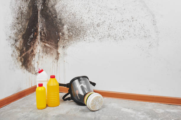 Best Professional Mold Removal  in Dixon Lane Meadow Creek, CA