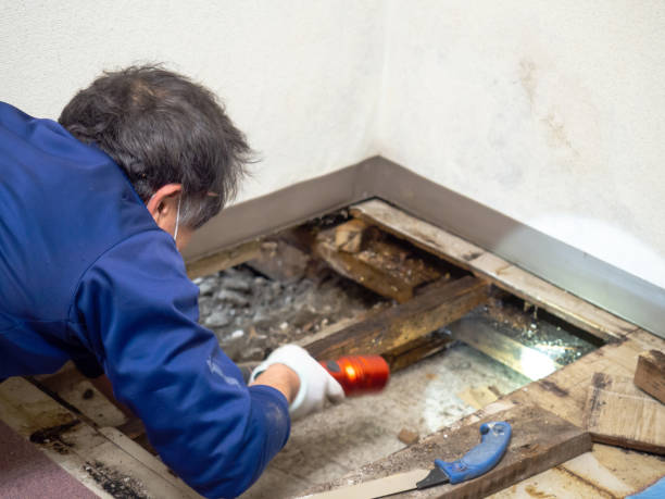Best Commercial Mold Removal  in Dixon Lane Meadow Creek, CA