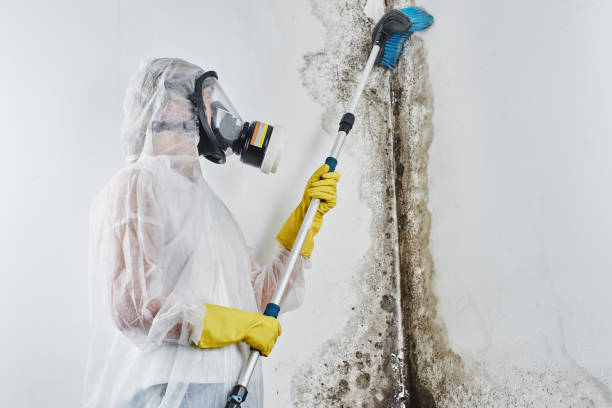 Mold Testing and Removal in Dixon Lane Meadow Creek, CA