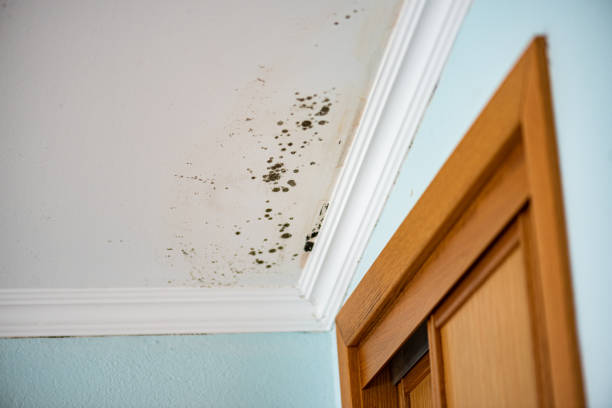 Best Fast Mold Removal  in Dixon Lane Meadow Creek, CA