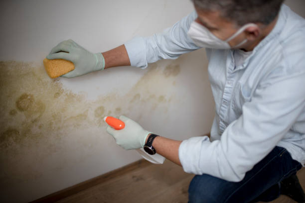 Best Toxic Mold Removal  in Dixon Lane Meadow Creek, CA