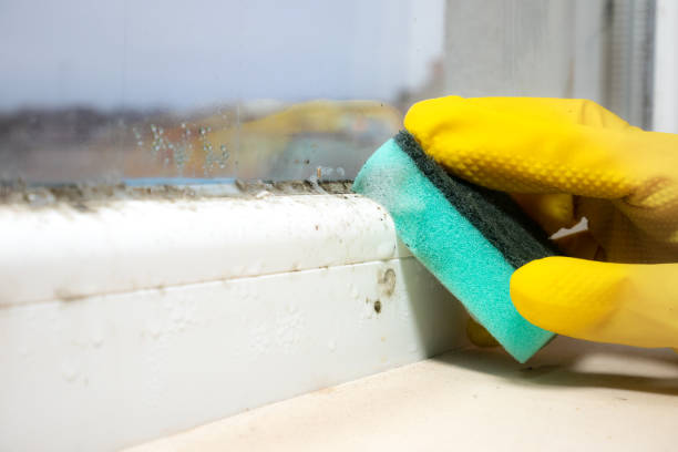 Best Best Mold Removal Companies  in Dixon Lane Meadow Creek, CA