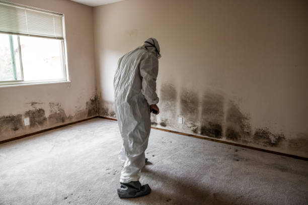 Certified Mold Removal in Dixon Lane Meadow Creek, CA