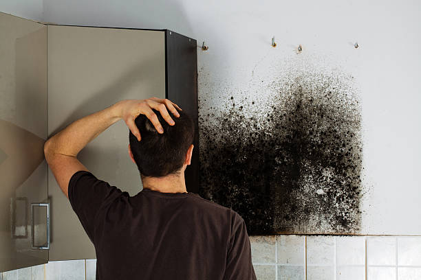 Best Fast Mold Removal  in Dixon Lane Meadow Creek, CA
