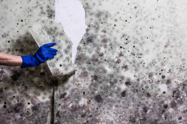 Best Affordable Mold Removal  in Dixon Lane Meadow Creek, CA