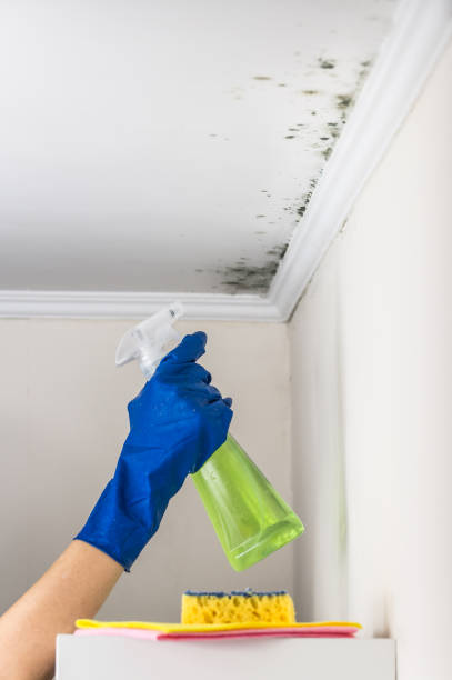 Best Same-Day Mold Removal  in Dixon Lane Meadow Creek, CA